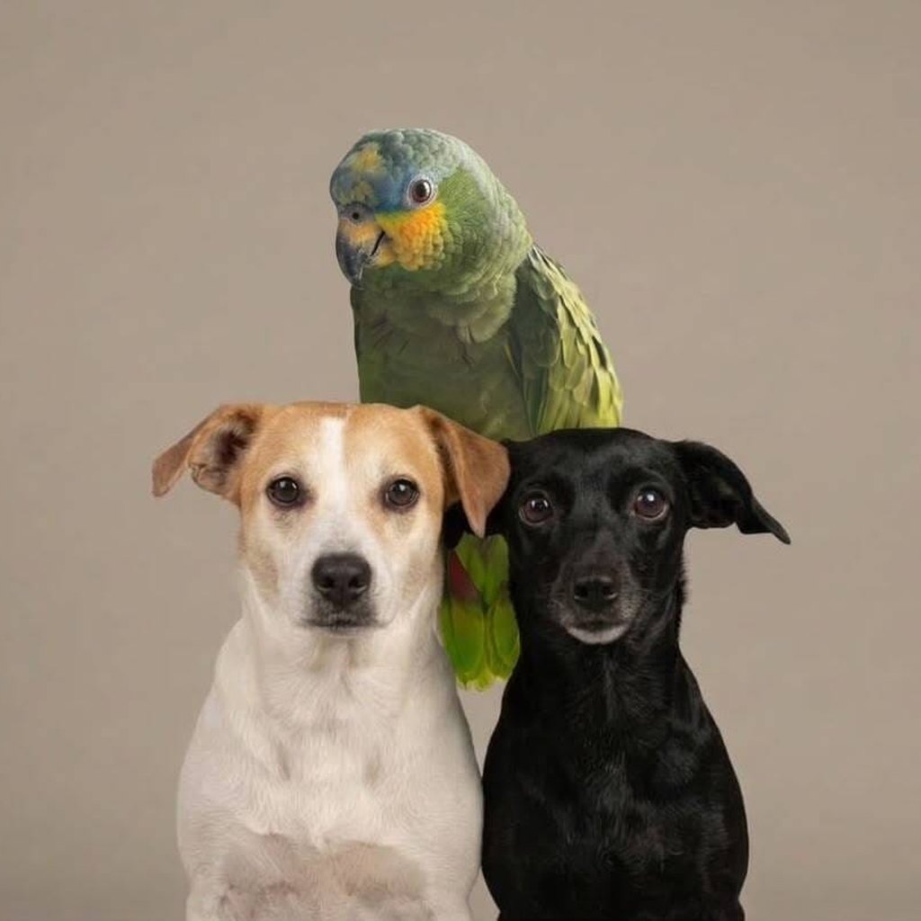 Foto original de dos perros y un loro